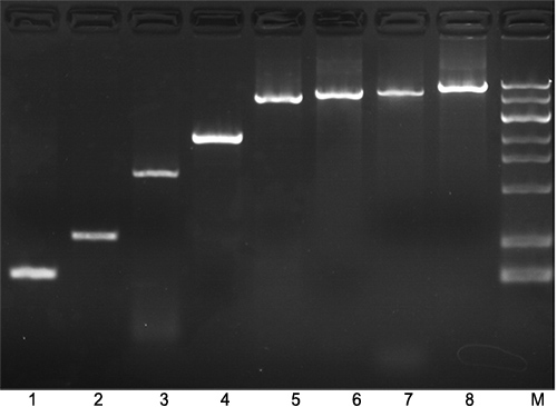 配体修饰热启动DNA聚合酶