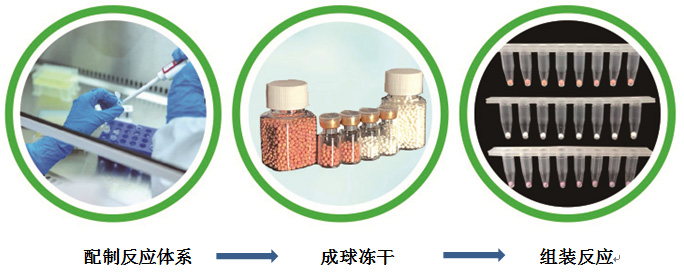 LAMP扩增冻干微球