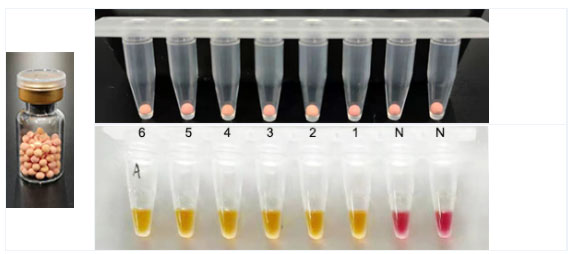 LAMP冻干微球红黄变色