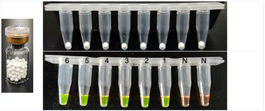 LAMP冻干微球橙绿变色
