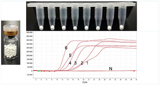 LAMP冻干微球荧光扩增
