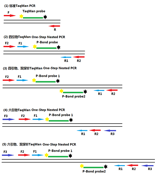 一步法巣式Taqman qPCR设计策略 一步法巣式Taqman qPCR设计策略