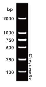 DL2000 DNA marker