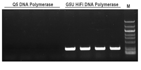 G5U超保真DNA聚合酶