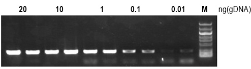 G5U超保真DNA聚合酶