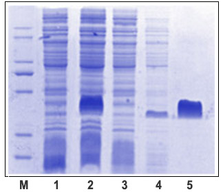 his标签纯化树脂