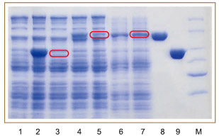 pCold-SUMO原核表达试剂盒