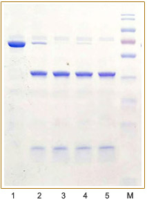pCold-SUMO原核表达试剂盒