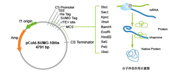 pCold-SUMO原核表达试剂盒