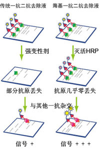 Western一抗二抗去除液